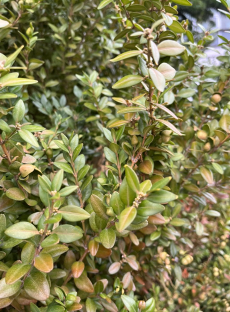 <p>baby bud clusters!!! small elliptic shape leaf, pruning/hedging, opposite leaves</p>