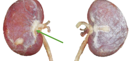 <p>What species does this kidney belong to? </p>