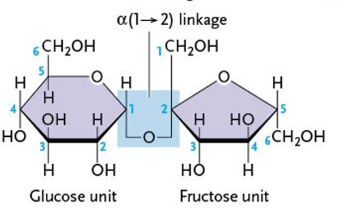 <ul><li><p>glucose</p></li><li><p>fructose</p></li></ul><p></p>