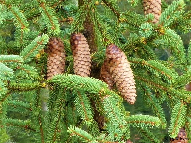 <p>Rottanne/Fichte </p>