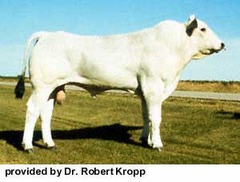 -Originated in ITALY
-White to grey with black nose, eyes, tongue and switch, large size
-Resistant to eye problems, heat, insect and disease resistance, growth rate, small udders, late maturity the largest breed of cattle in the world