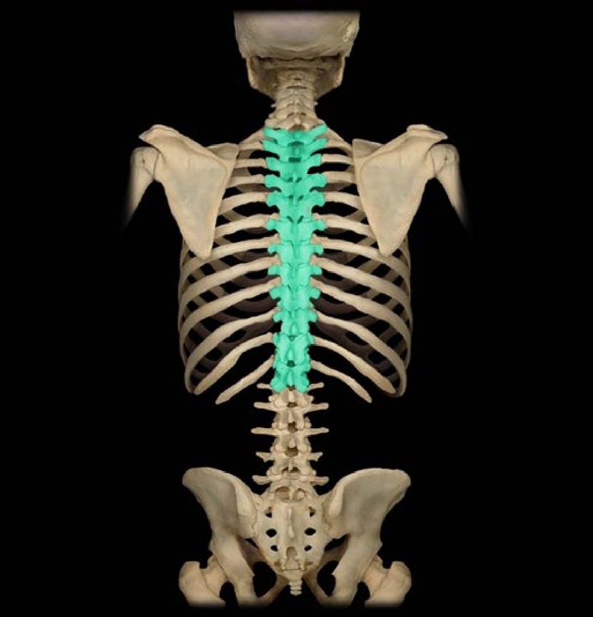 <p>26 small bones that make up your spine</p>