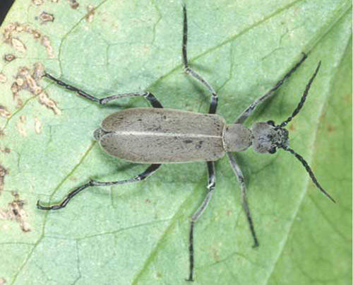 <p>Order Coleoptera: Family Meloidae: Blister Beetles</p>