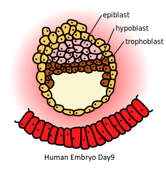 <p>single layer epithelium in amniote embryos that give rise to all tissues of the embryo proper through gastrulation</p>