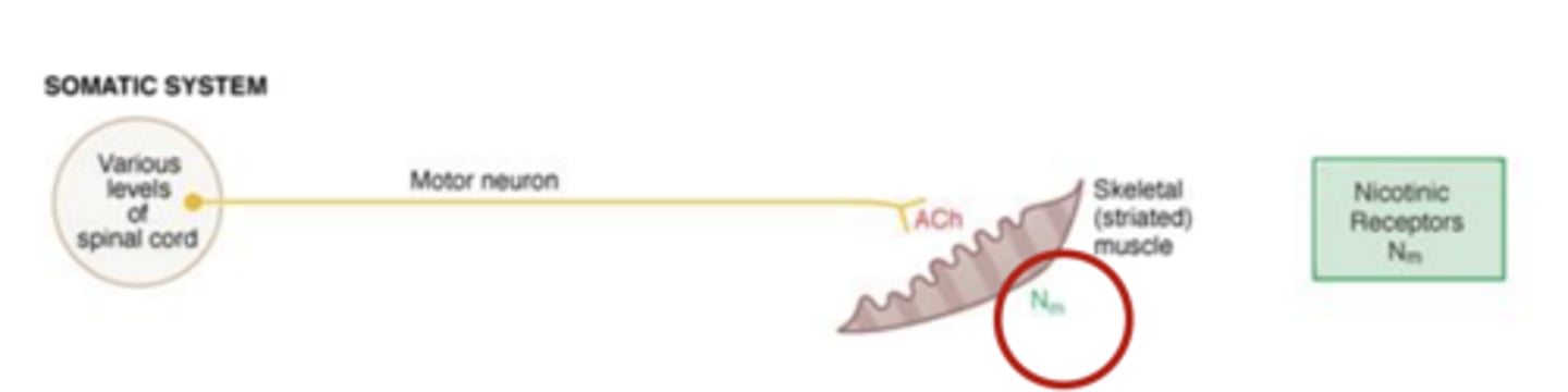 <p>- involved in somatic system</p><p>- found in skeletal muscle tissue</p>
