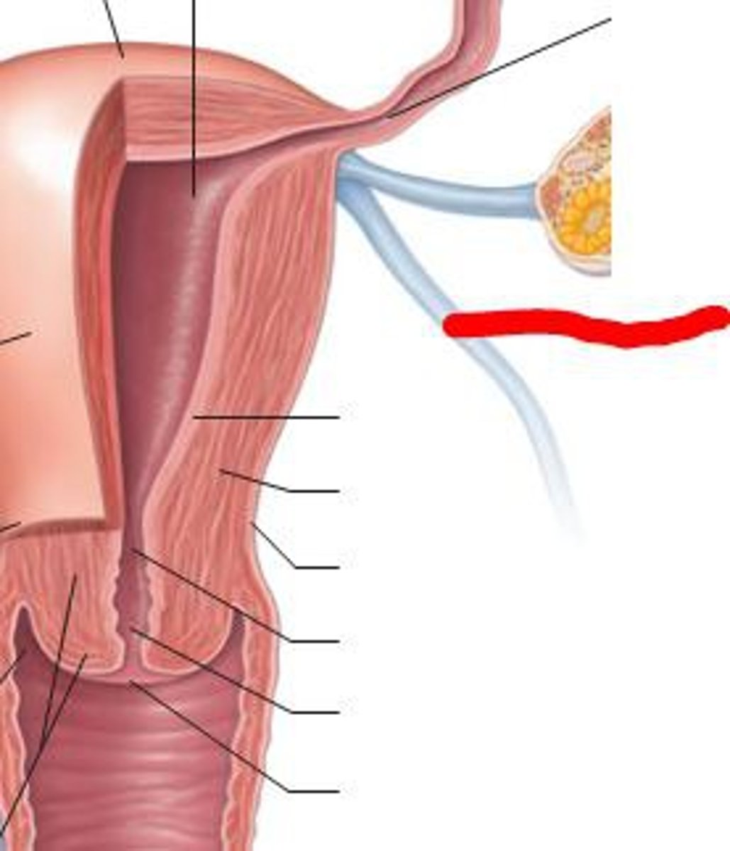 <p>restricts posterior movement of uterus</p>