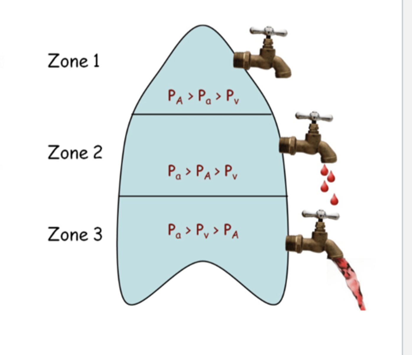 <p>the higher the pulmonary blood vessel, the lower the intravascular pressure ==&gt; gravity resists the blood of flow upwards (harder to keep a lot of blood flow up b/c gravity is pushing it back down)</p>