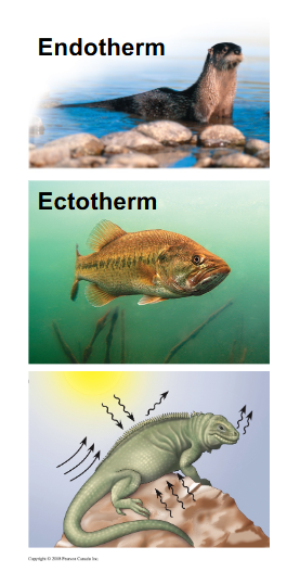 <p><span style="color: rgb(253, 253, 253);">= maintaining internal temperature within a range, point where animals body preforms most optimal<br>• 2 strategies – vary by heat source:<br>1. endothermy= generate heat by metabolism, internal regulation of temperature<br>– Birds, mammals ~ 36-41°C<br>– High energy costs but active in wide temp range, needs to consume a lot of food to maintain the ability to thermoregulate</span><br><span style="color: rgb(253, 253, 253);">- advantage: can reproduce and do stuff in a wide variety of temperatures<br>2. ectothermy= gain heat from external sources, no way to internally regulate thermal conditions<br>– most animals are ectotherms, invertebrates, fishes, amphibians, reptiles<br>– Low energy costs but only reproduce/be active in narrow temp range. Don’t use up alot of energy stores to regulate temperatures, do it behaviroually, but they are not very active, good at surviving or reproducing if the external temperature is outside of their optimal range. Need a lot of temperatures avaliable,</span></p>