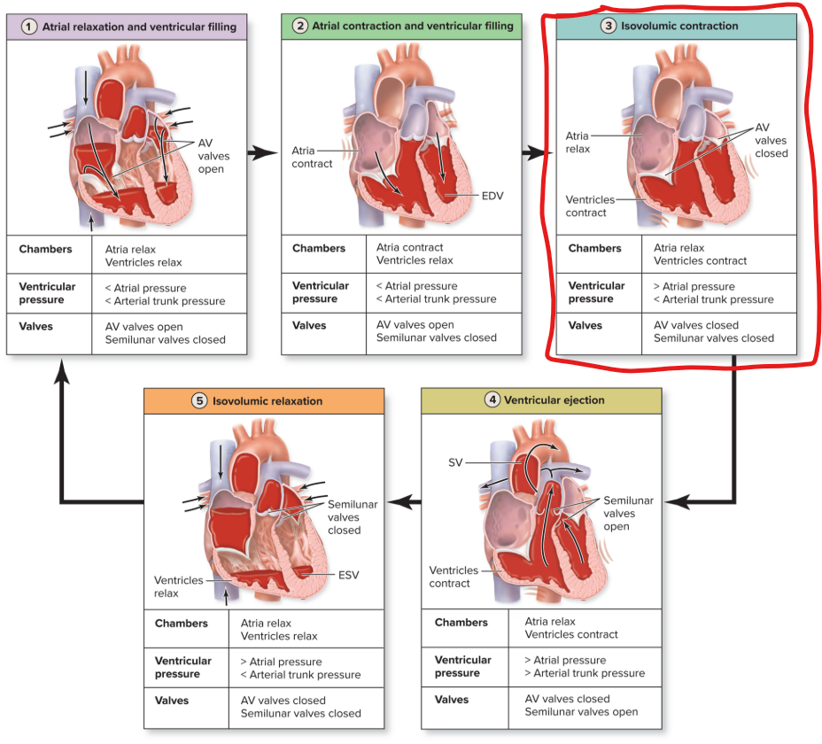 <ul><li><p><strong>Purkinje fibers</strong> initiate <strong>ventricular excitation</strong></p></li><li><p><strong>Ventricles contract</strong>, <strong>pressure rises</strong>, and <strong>AV valves</strong> are pushed <strong>closed</strong></p></li><li><p>Ventricular pressure is still <strong>less </strong>than arterial trunk pressure, so<strong> semilunar valves still closed</strong> </p></li></ul><p></p>