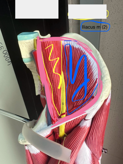 <p>Iliacus muscle. This muscle flexes the thigh and/or trunk (bowing).</p>