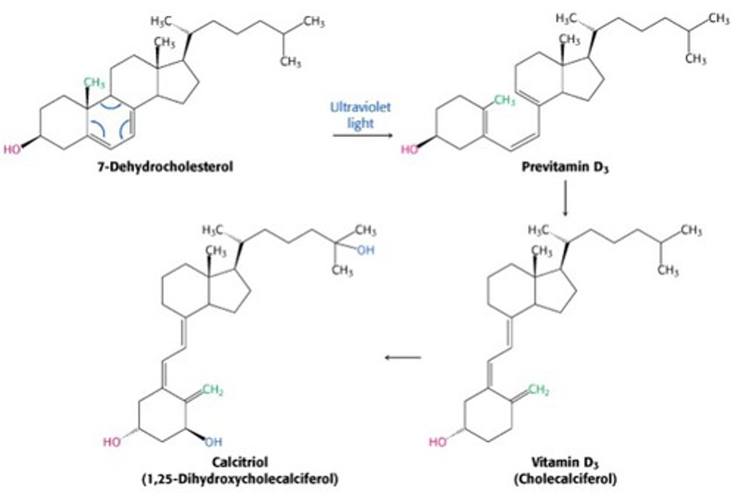 <p>7-dehydrocholesterol --(UVB)--> previtamin D --> Calciferol</p><p>Eat = Colecalciferol (animal) or Ergocalciferol (plant)</p>