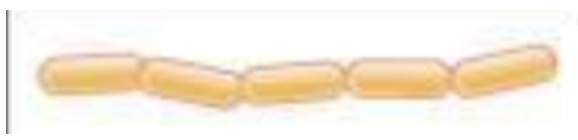 Name the bacterial shape?