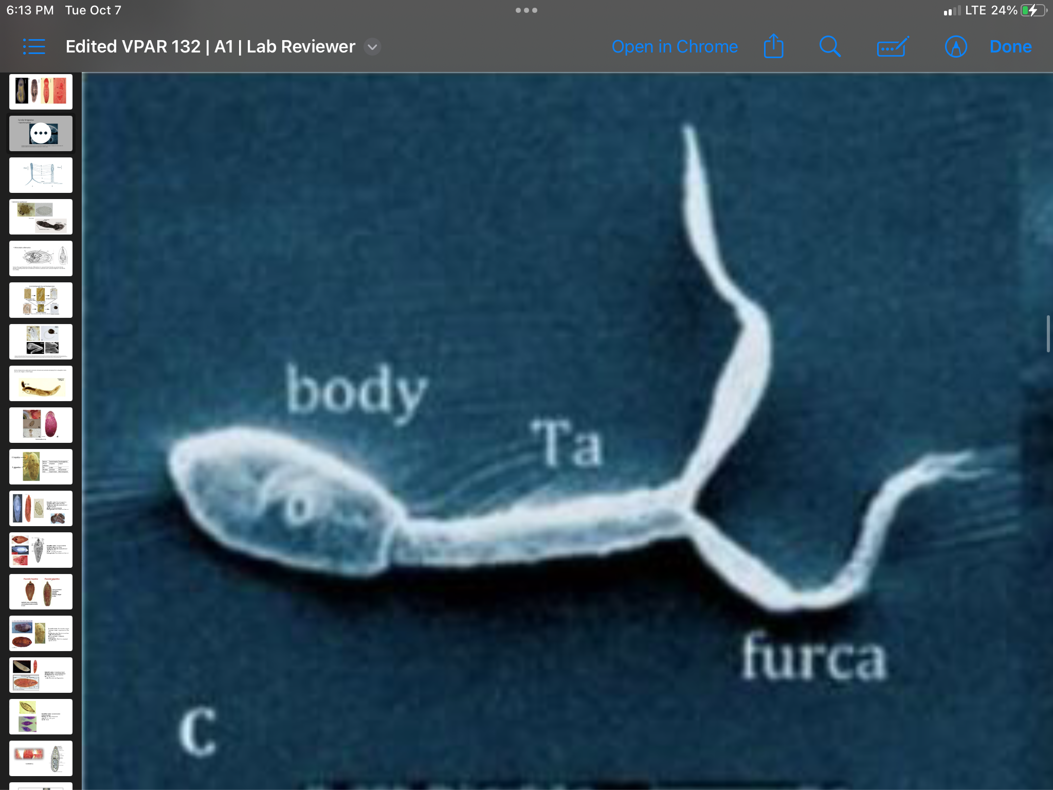 term image