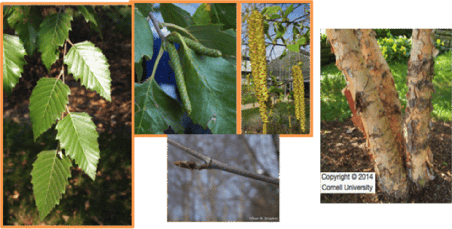 <p>Betulaceae Betula nigra</p>