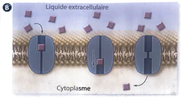 <p>Change de forme (conformation) pour déplacer la molécule</p><p>Passif</p><p>Avec le gradient de concentration</p><p>Plus lente (interagir avec une molécule à la fois)</p><p>Très spécifique (chaque protéine transporte une molécule précise)</p><p>Particules moyennes</p>