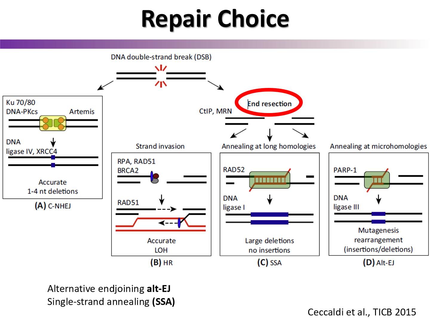 <p>if part of the DNA is resected, it must do HR</p>