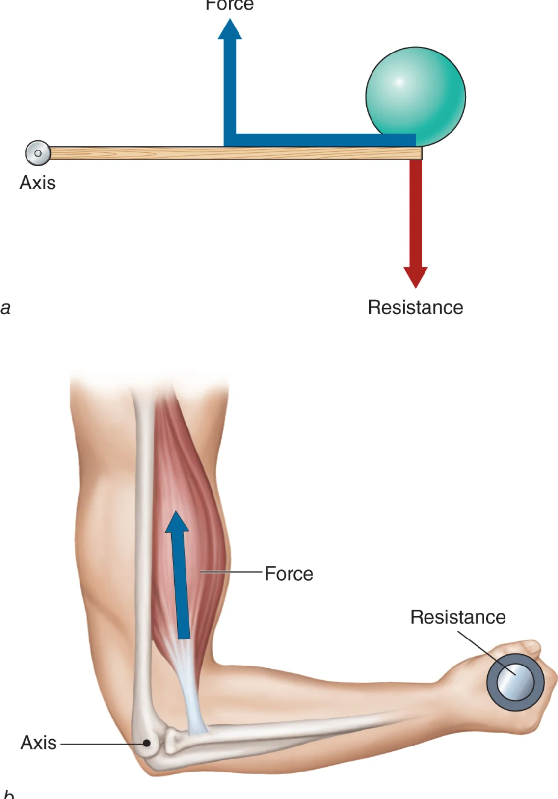 <p>class three lever</p>