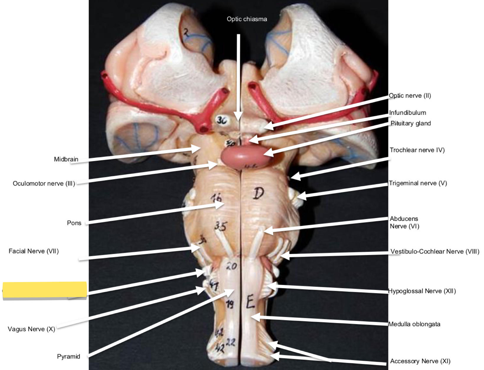 <p>Name this cranial nerve&nbsp;</p>