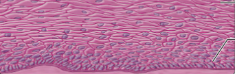 <p>what type of epithelium is this?</p>