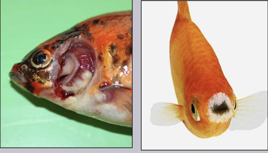<p>What species of Flavobacterium is also called columnaris disease, saddleback, or cotton/wool mouth? It is a warm water disease, and enters through the gills/skin causing septicemia. It is easy to diagnose using the haystack formation on microscopy and is treated with oral/injectable antibiotics. Tenacibaculum maritimum is the saltwater equivalent of it.</p>