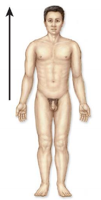 <p>What the directional terminology for this direction?</p>