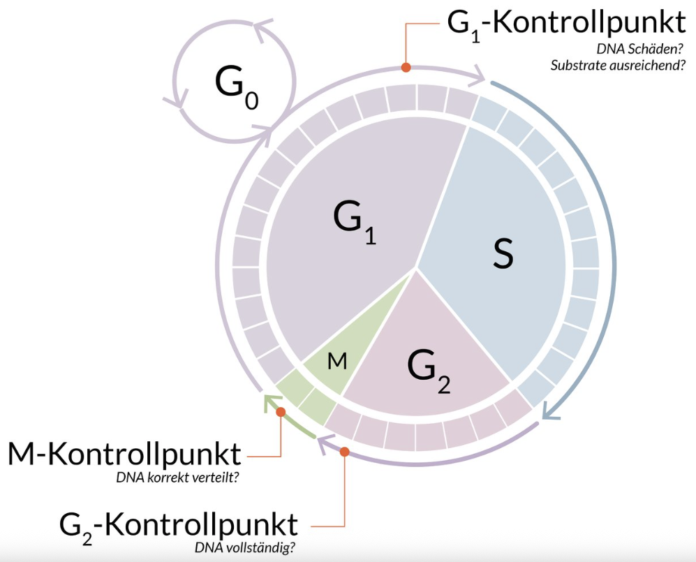 <p>D. At the end of the G2 phase, the transition to the M phase is checked to ensure that DNA has been completely and accurately replicated.</p>