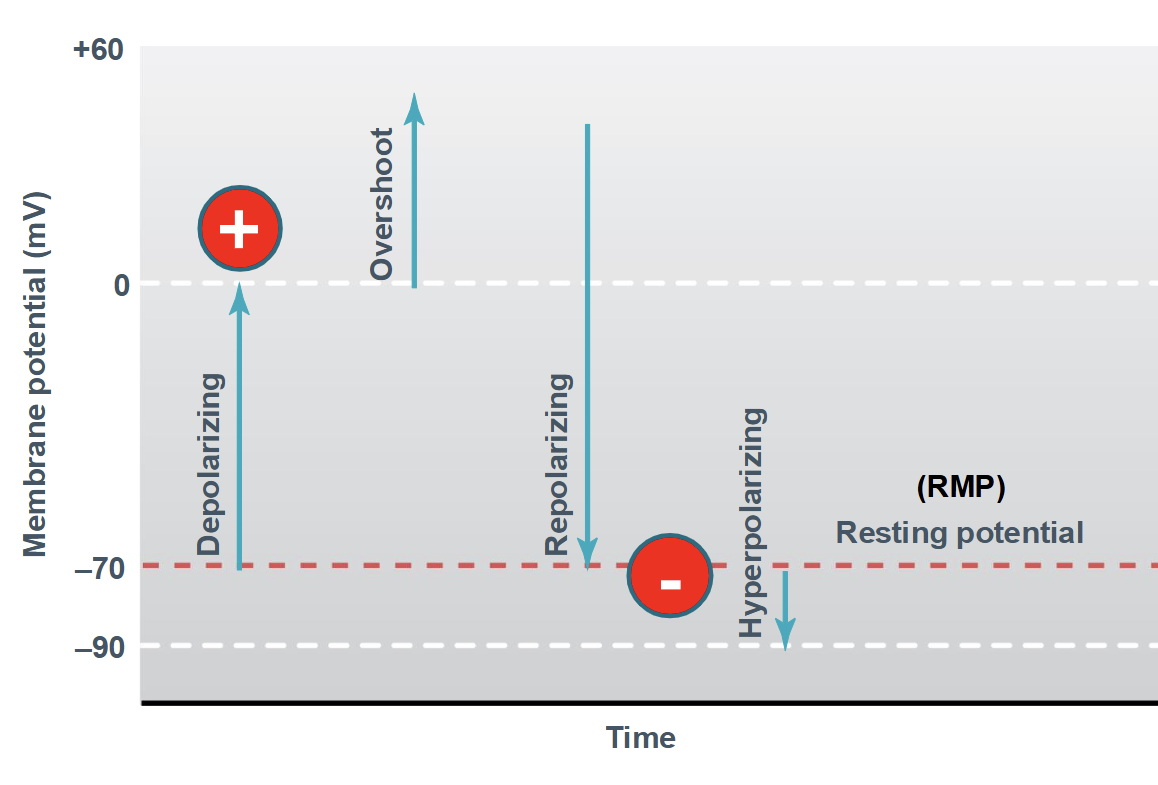<p>peak of positive potential (depolarization above 0 mV)</p>