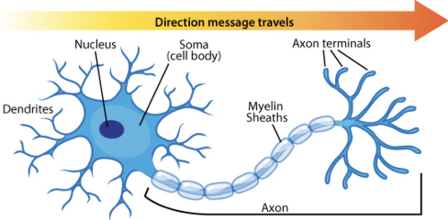 <p>a tiny octopus with more tentacles.</p>