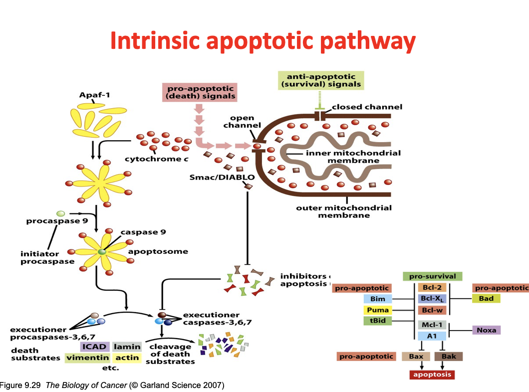 <p>Cytochrome c binds to Apaf-1</p><ul><li><p>These form an apoptosome</p></li></ul><p></p><p>Recruitment of the initiator procaspase procaspase-9 (turns to active caspase-9)</p><ul><li><p>This activates executioner caspases (procaspase 3, 6, 7—&gt;caspase 3, 6, 7)</p></li></ul><p></p><p>Executioner caspases cleave proteins like lamin, actin, vimentin, etc (known as death substrates)</p><p></p><p>Smac/diablo is released from mitochondria in response to apoptotic signals (in addition to cytochrome c)</p><ul><li><p>Inhibits IAPs (inhibitor of apoptosis proteins) which normally inhibit the caspases</p></li></ul><p></p>