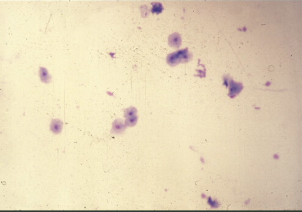 <p>What estrous stage is this</p>