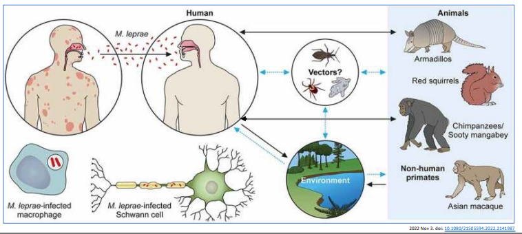 <p>M. leprae - Transmission</p>