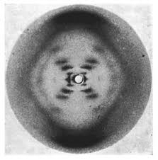 <p>**2. Rosalind Franklin produced the famous Photo 51, used to determine many of the physical characteristics of DNA using which experimental technique?</p><ul><li><p>a. transformation</p></li><li><p>b. transmission electron microscopy</p></li><li><p>c. density-gradient centrifugation</p></li><li><p>d. x-ray diffraction</p></li><li><p>e. radiolabeling</p></li></ul><p></p>