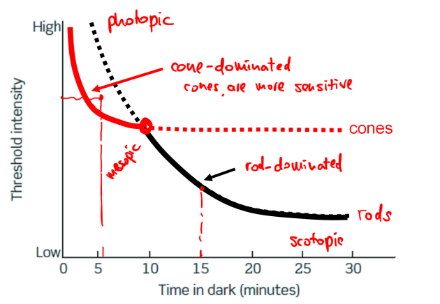 <p>in the first minutes of being in the dark your cones are not activated. first 5-10 mins your cones will be active/sensitive before your rods (cone-dominated)</p><ul><li><p>overtime in the dark your rods will actually drop below the cones (your rods can see better in the dark; rod-dominated since your rods are more sensitive in the dark)</p></li><li><p>threshold intensity: the limit of what we can see (lowest amount of light we can see)</p></li></ul><p></p>