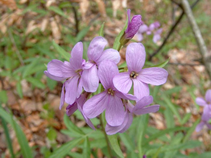 <p><em>Brassicaceae -</em> brukvovité</p><p><em>Dentaria bulbifera -</em> kyčelnice cibulkonosá</p>