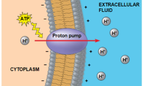 <p>the main electrogenic pump of plants, fungi, and bacteria, pumps H+ out of cell </p>