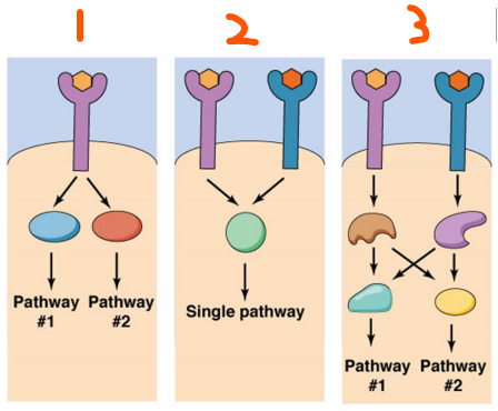<p>Signal Processing:</p><p>Signal Amplification:</p><ul><li><p>Usually occurs with ___ receptors and ___ ligands</p></li><li><p>1 ligand can illicit a response from ___^___ (#) molecules</p></li></ul><p>Integration:</p><ul><li><p>Cells must integrate all signals for the right response</p></li><li><p>3 Types of Integration:</p><ol><li><p>___ (#) receptor activates ___ pathway(s)</p></li><li><p>___ receptors activate ___ pathway(s)</p></li><li><p>___ receptors activate ___ pathway(s) that can ___ the other</p></li></ol></li></ul><p></p>