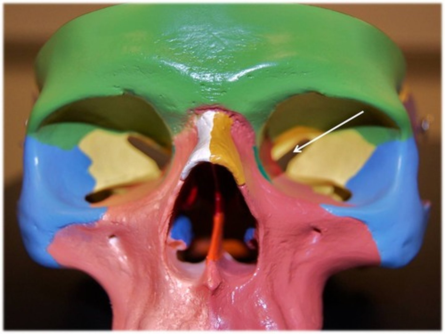 <p>Gash inside the eye pointing towards nose if looking straight at the face, Sphenoid</p>