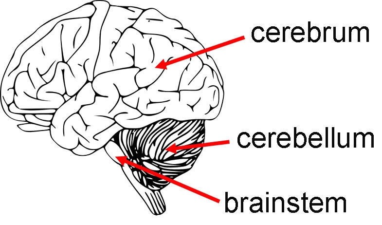 <ul><li><p>Inferior to cerebrum, behind the brainstem </p></li><li><p>Coordination, balance, and fine motor control </p></li></ul><p></p>