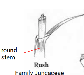 <p>Rushes</p>