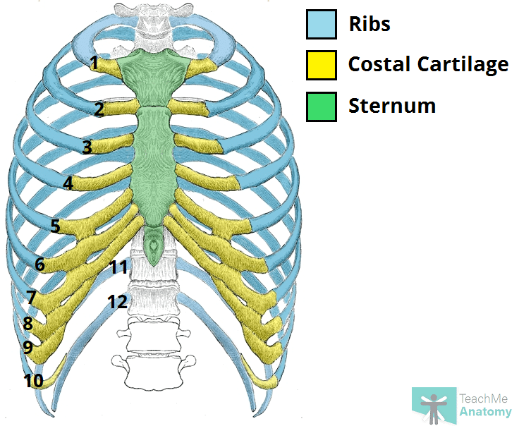 <ul><li><p>Also known as the ribcage, it consists of ribs, sternum, and thoracic vertebrae</p></li><li><p>Protects the heart and lungs.</p></li><li><p>Provides support for the shoulder girdles and upper limbs.</p></li><li><p>Serves as the attachment point for the diaphragm, muscles of the back, chest, neck, and shoulders</p></li></ul><p></p>