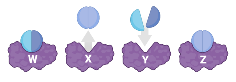 <p><span>Which sequence correctly orders these stages, from the initial step of catalysis to the final step?</span></p>