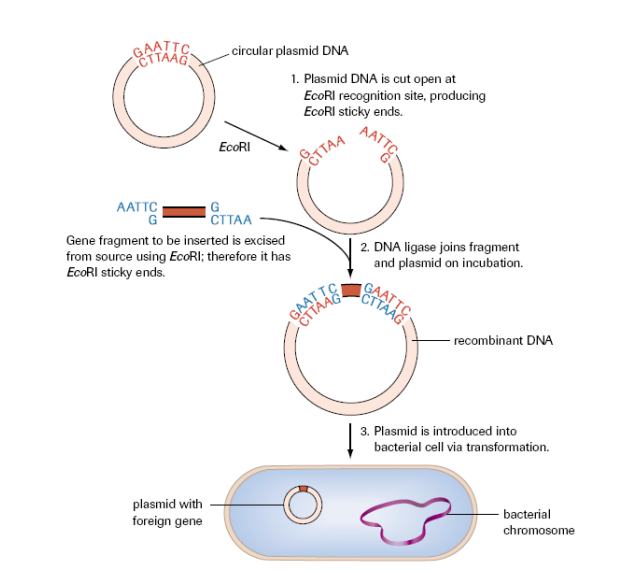 <ul><li><p>transformation</p></li><li><p>plasmid DNA is cut open: blunt or sticky ends</p></li><li><p>complimentary gene fragment is inserted of gene of interest</p></li><li><p>DNA ligase joins fragments together, forming recombinant DNA</p></li><li><p>plasmid is forced into cell via transformation</p></li><li><p>allows plasmid to independently replicate</p></li><li><p>allows one to gain enough material to examine</p></li></ul><p></p>