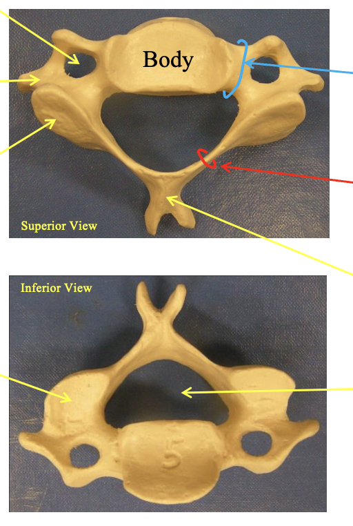 <p>Cervical Vertebrae (C2-C7). How can you identify it vs the thoractic and lumbar.</p>