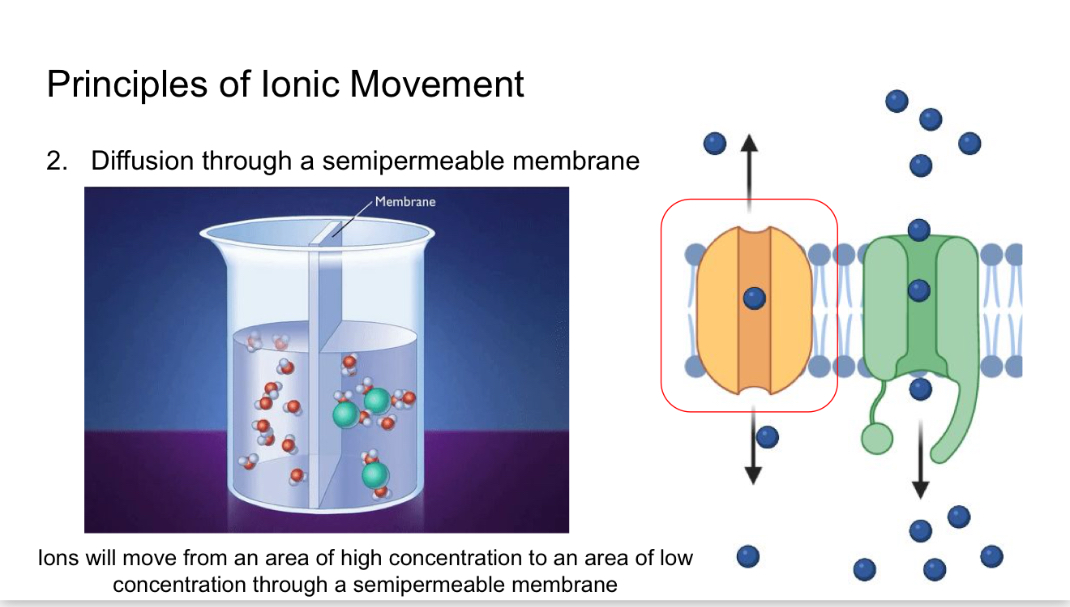 <p>Diffusion through a semipermeable membrane</p>
