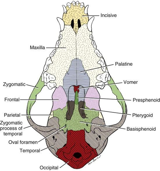 <p>Internal Facial Bones </p>