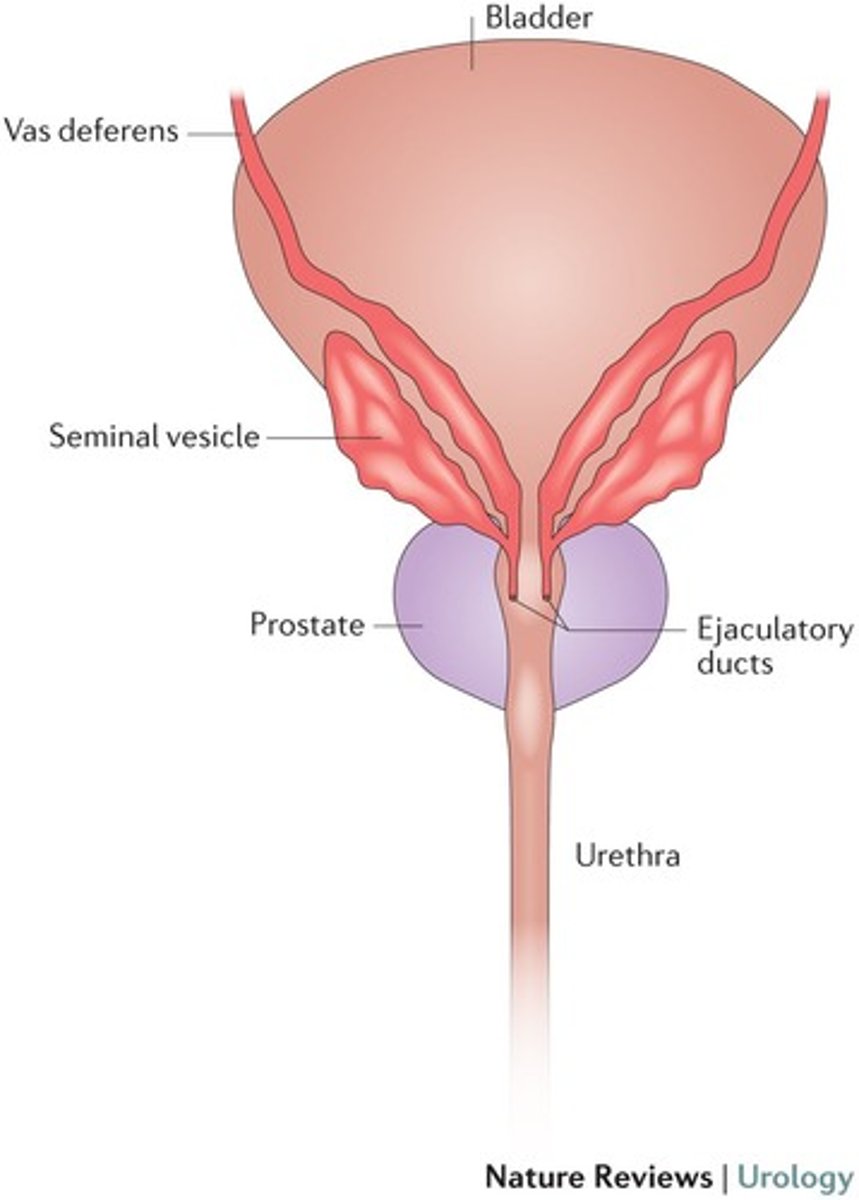 <p>Ensures that urine and semen are not transported at the same time.</p>