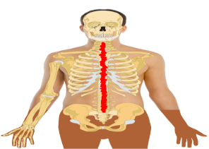<p>communication neurons in the spinal cords</p>