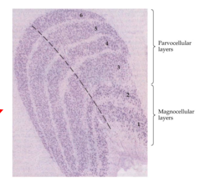 <ul><li><p>Layers 3-6: Parvolellular → color and form (cones)</p></li><li><p>Layers 1 and 2: Magnocellular → movement (rods)</p></li></ul><p>Input from the magno- and parvocellular retinal ganglion cells and from the two eyes arrives in different LGN layers. </p><ul><li><p><span style="color: red">NB: do not confuse with the 6 <u>cortical</u> cell layers (e.g. in V1)</span></p></li></ul><p></p>