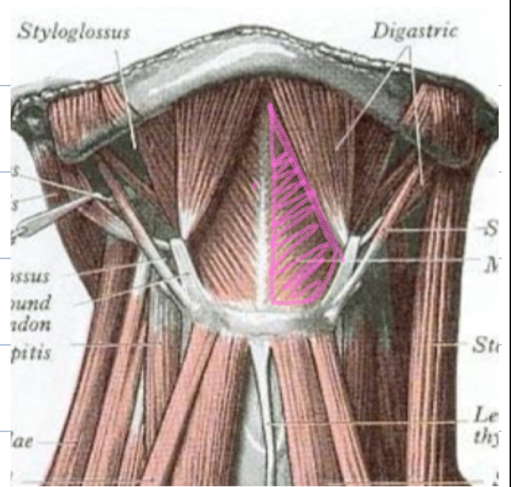 <p>Submental Triangle - Boundaries</p>