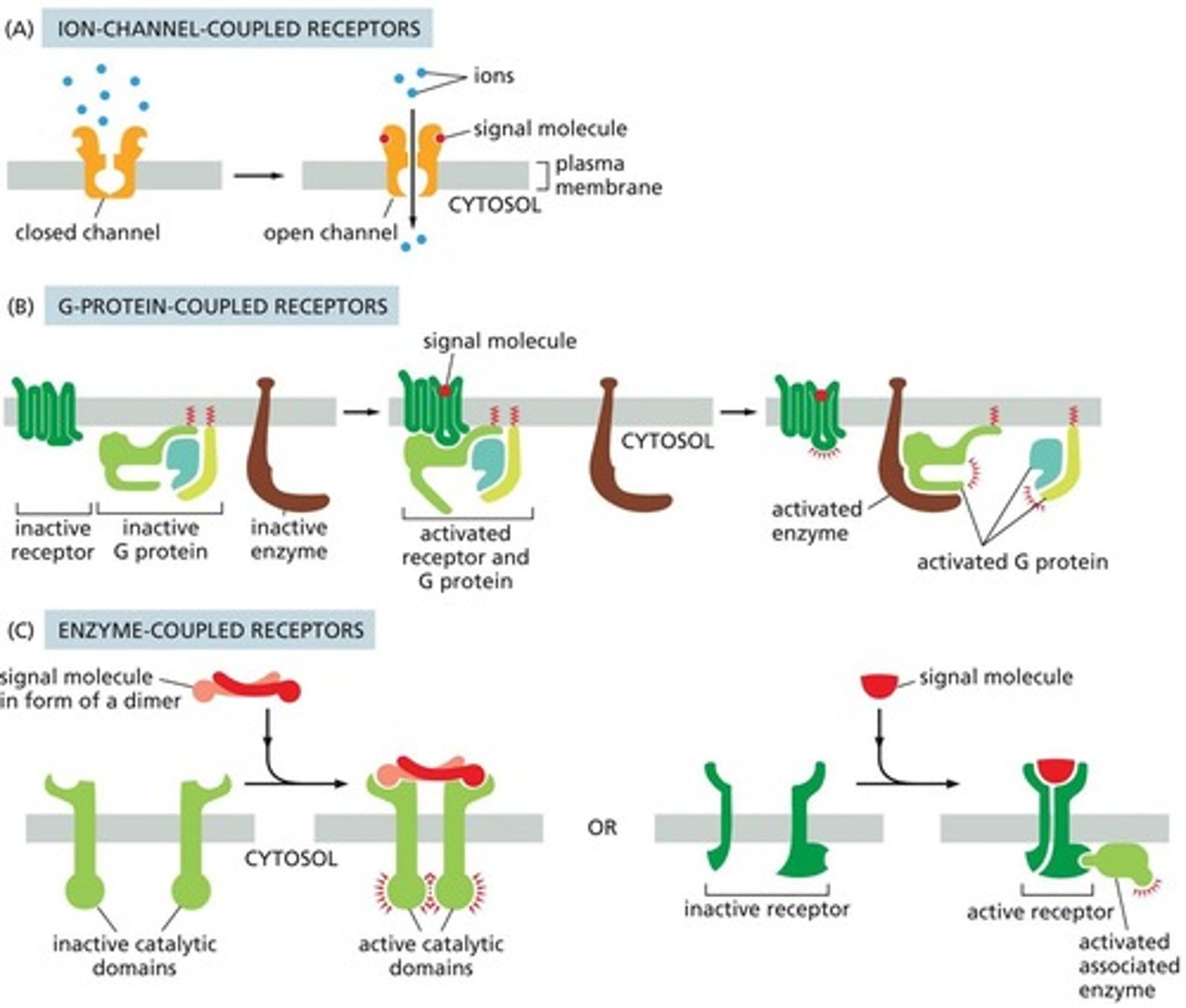 <p>G-protein-coupled receptors.</p>